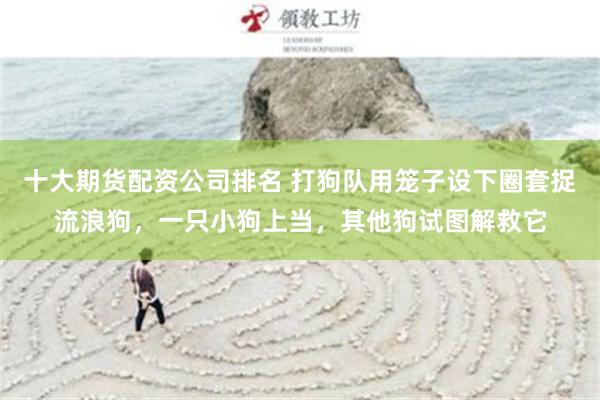 十大期货配资公司排名 打狗队用笼子设下圈套捉流浪狗，一只小狗上当，其他狗试图解救它